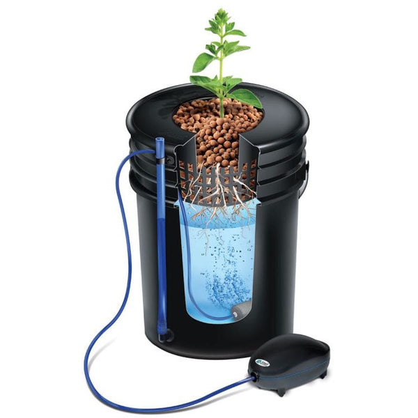 alfred-horticulture-alfred-dwc