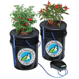 Alfred Horticulture 2-plant DWC hydroponic system with tomato and chili plants in black buckets, connected to an air pump.