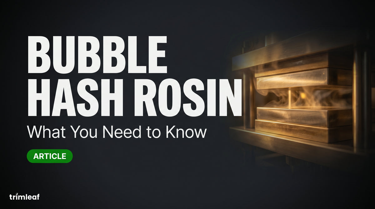 Hash Rosin: How to Press Bubble Hash Into Rosin
