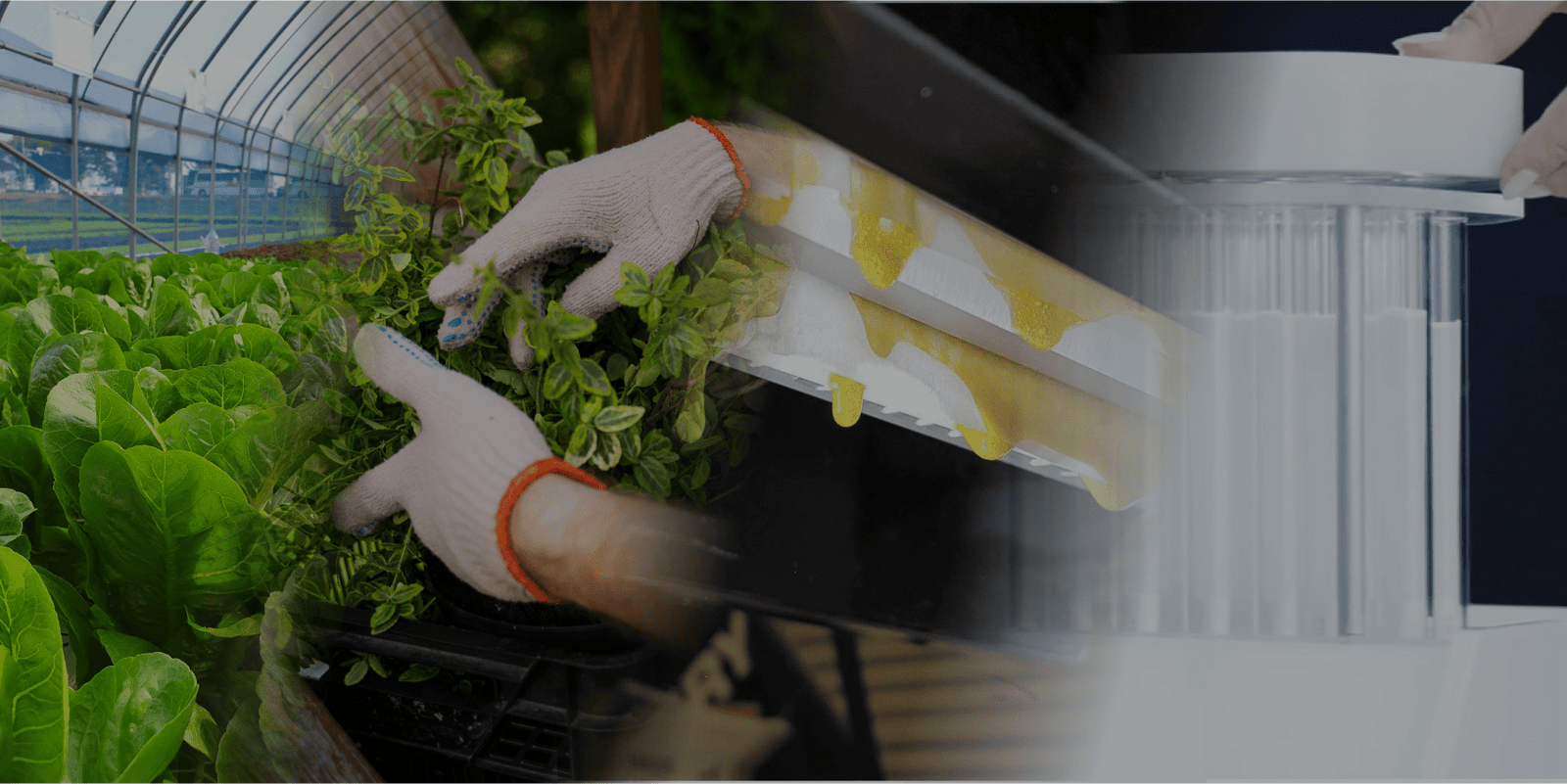 From Seed to Harvest: Your Partner in Every Step