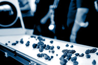 Industrial shredder with blue hue, processing organic material on a white conveyor.