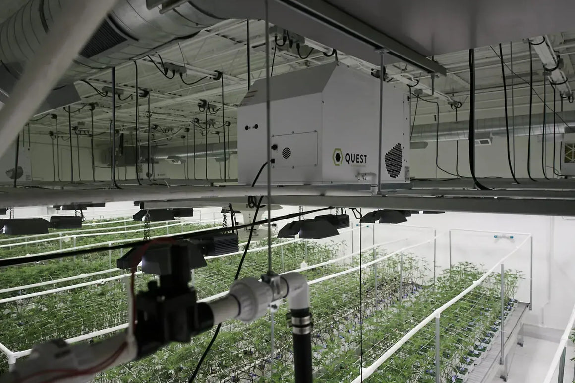 Quest dehumidifier above rows of green plants in a grow room.