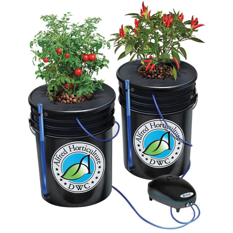 Alfred Horticulture 2-plant DWC hydroponic system with tomato and chili plants in black buckets, connected to an air pump.